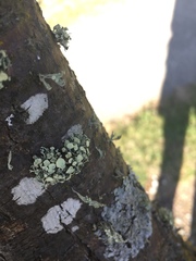 Ramalina glaucescens