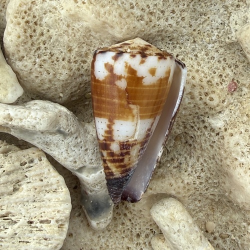 Conus vitulinus observed 2026-06-26