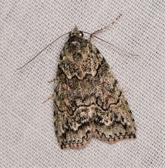 Calathusa basicunea