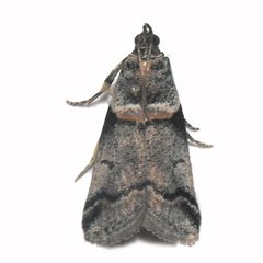 Acrobasis tricolorella