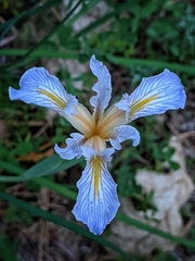 Iris missouriensis