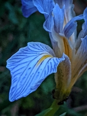 Iris missouriensis