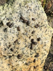 Gnorimosphaeroma oregonense