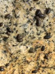 Gnorimosphaeroma oregonense