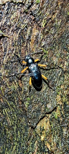 Strongylium erythrocephalum