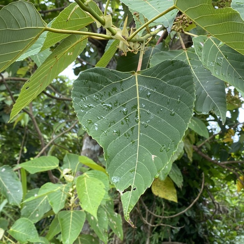 Macaranga sinensis observed 2026-06-26
