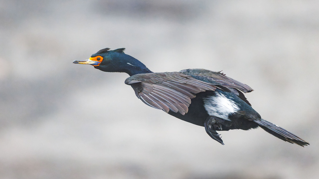 Red-faced Cormorant