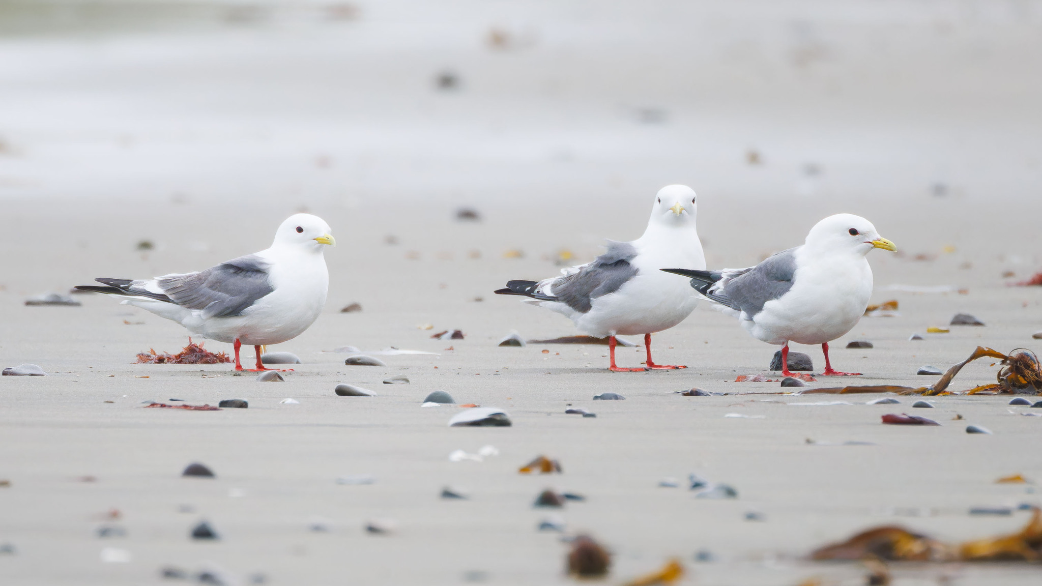Red-legged Kittiwake (Rissa brevirostris), photo 1