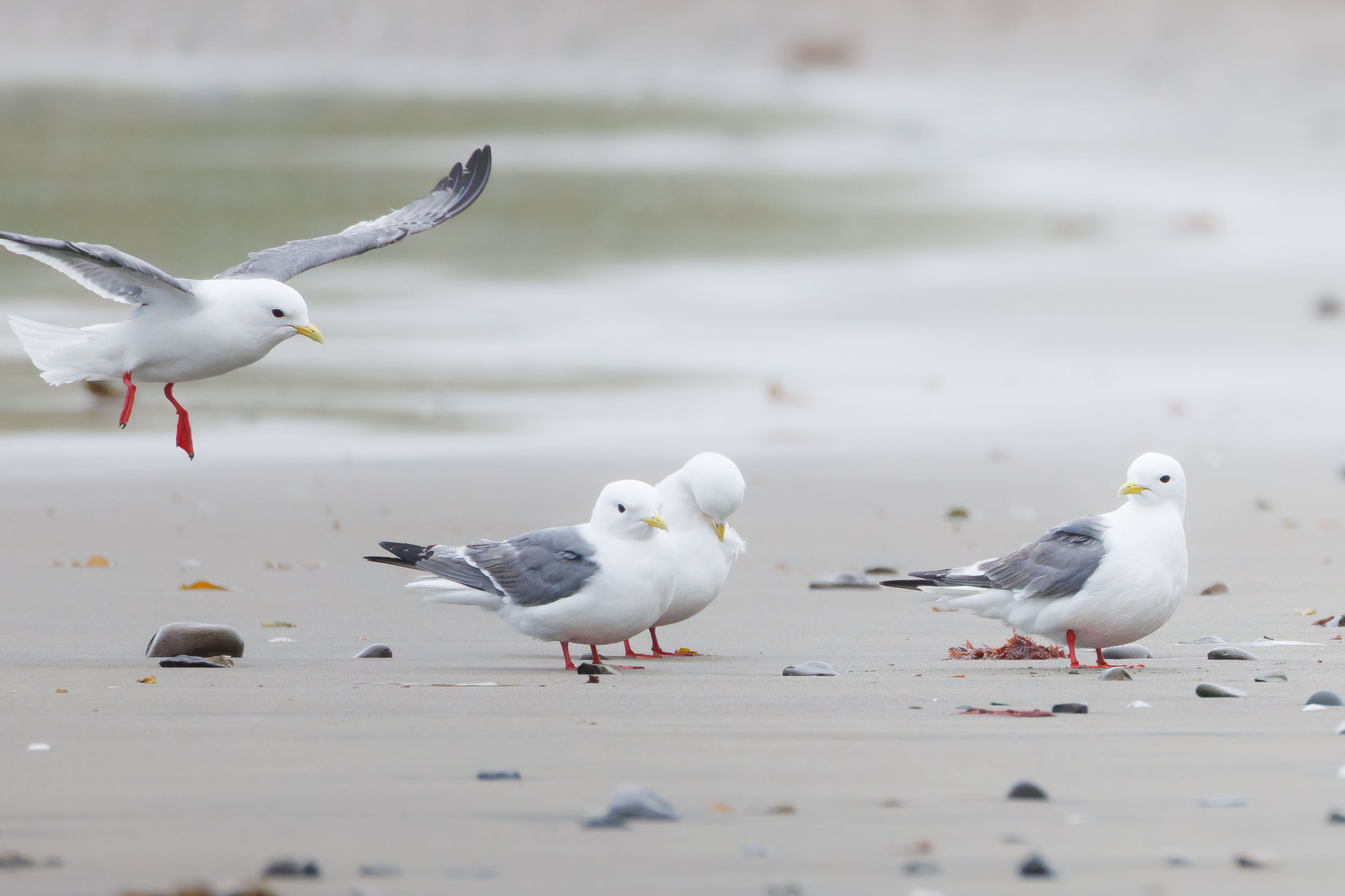 Red-legged Kittiwake (Rissa brevirostris), photo 2