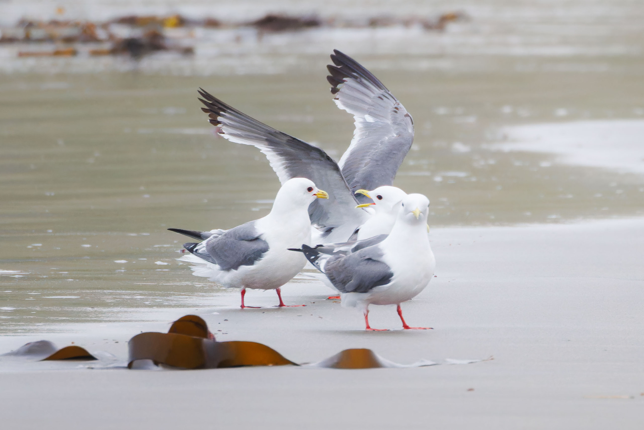 Red-legged Kittiwake (Rissa brevirostris), photo 3