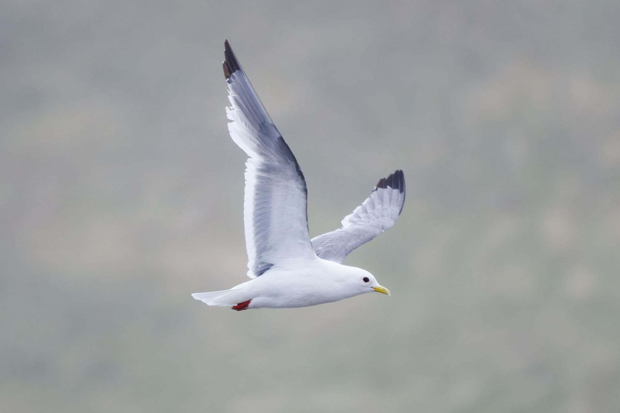 Red-legged Kittiwake (Rissa brevirostris), photo 4