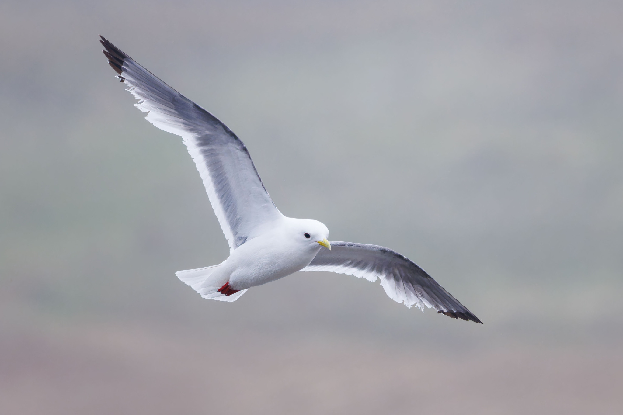 Red-legged Kittiwake (Rissa brevirostris), photo 5