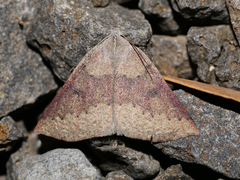 Androchela milvaria