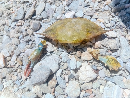 Atlantic Blue Crab