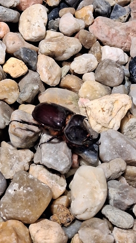 Iberian rhinoceros beetle
