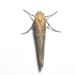 Arotrura