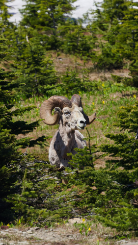 Bighorn Sheep photographed in Montana