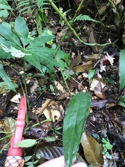 Cremastra appendiculata