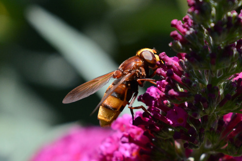 Hornet Mimic Hover Fly