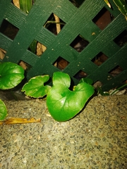 Typhonium blumei