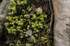 Mnium marginatum