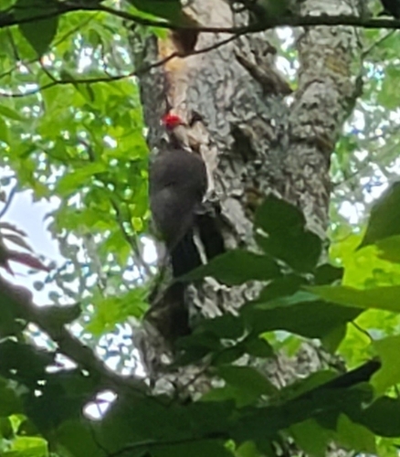 Pileated Woodpecker