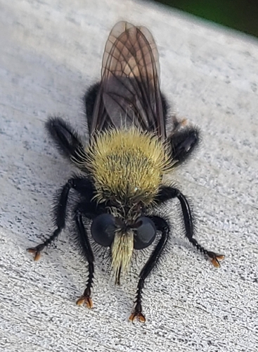 Black-tailed Laphria
