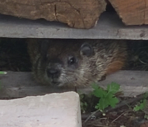Groundhog
