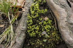 Mnium marginatum