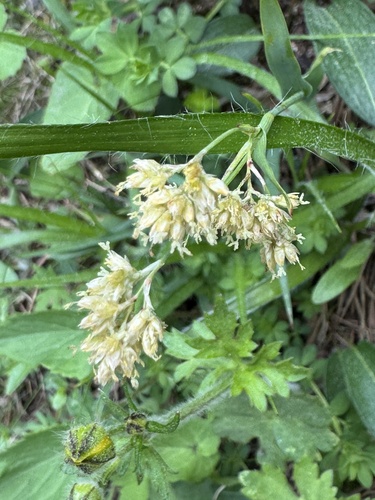 Luzula lutea, photograph 1