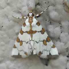 Conchylodes octonalis