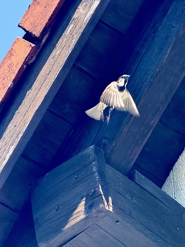 Great Tit