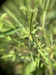 Galium obtusum
