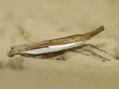 Crambus sperryellus