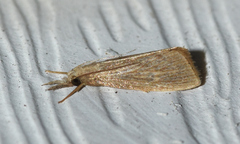 Diatraea evanescens