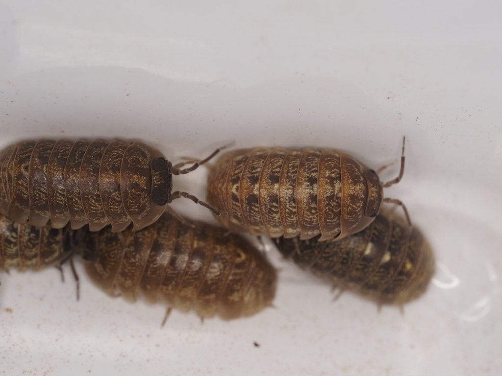 Ioannina Pill Woodlouse
