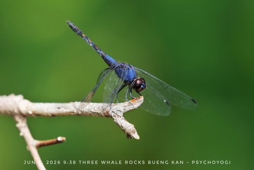 Indigo Dropwing