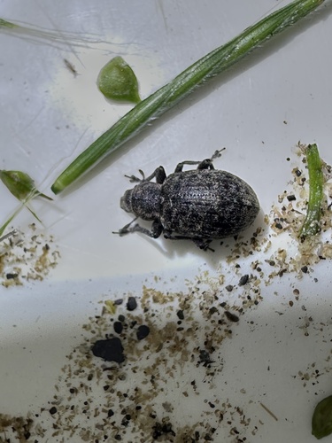 Chequered weevil photo 4