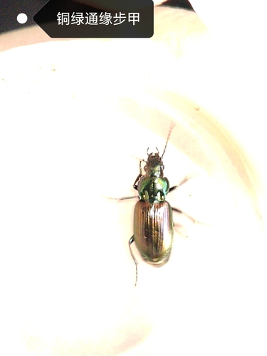 Pterostichus aeneocupreus