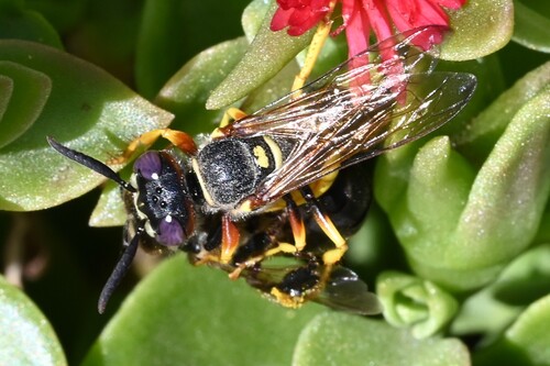 European beewolf