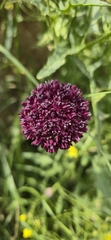 Allium cardiostemon, photograph (c) Tommy Gisi, some rights reserved (CC BY-SA)