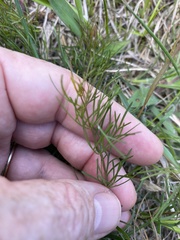 Coreopsis verticillata