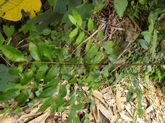 Phyllanthus reticulatus