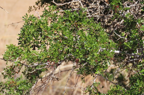 Searsia burchellii, photograph 2