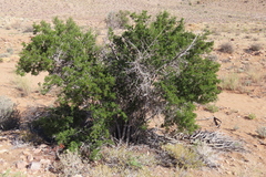 author not stated, no rights reserved Searsia burchellii, photograph author not stated, no rights reserved