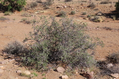 author not stated, no rights reserved Grewia flava, photograph author not stated, no rights reserved