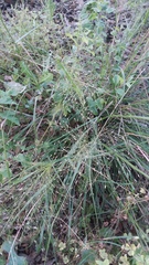 Digitaria cognata