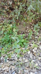 Epipactis helleborine tremolsii