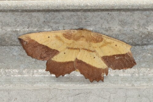 Saw-wing photo 5