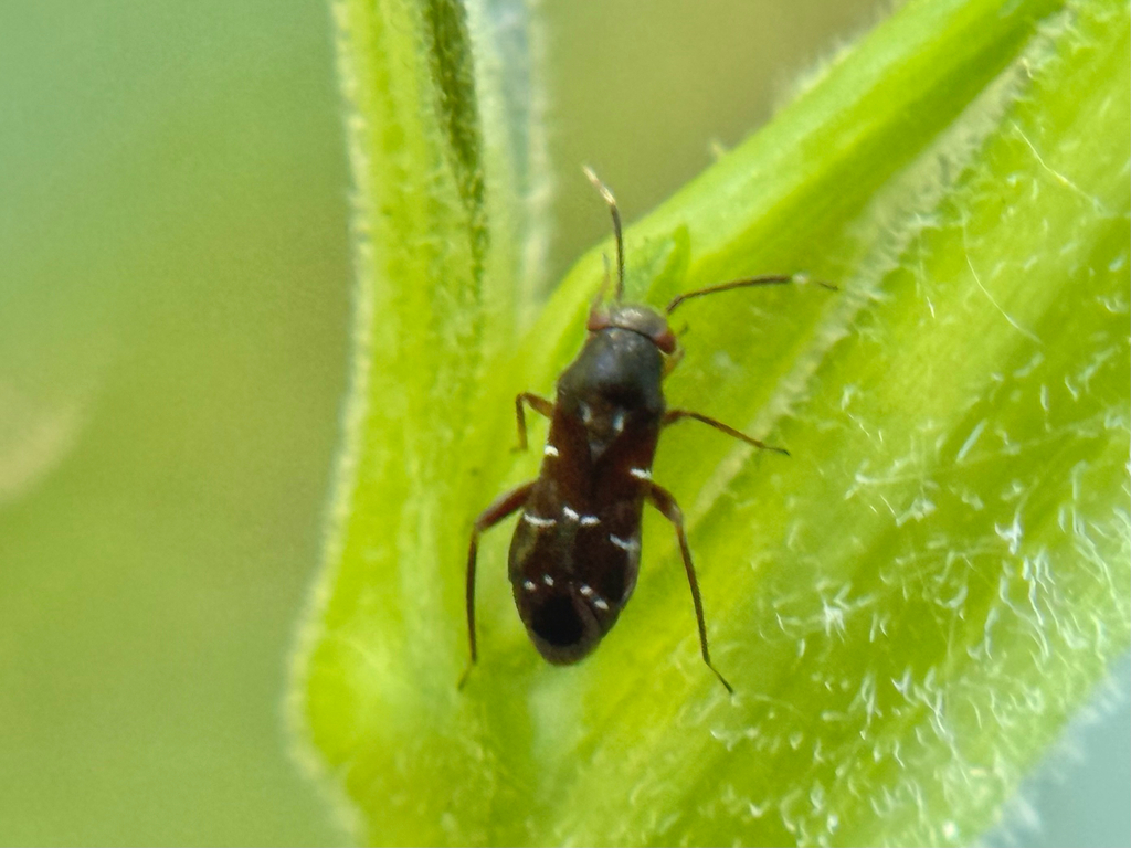 Pilophorus brunneus